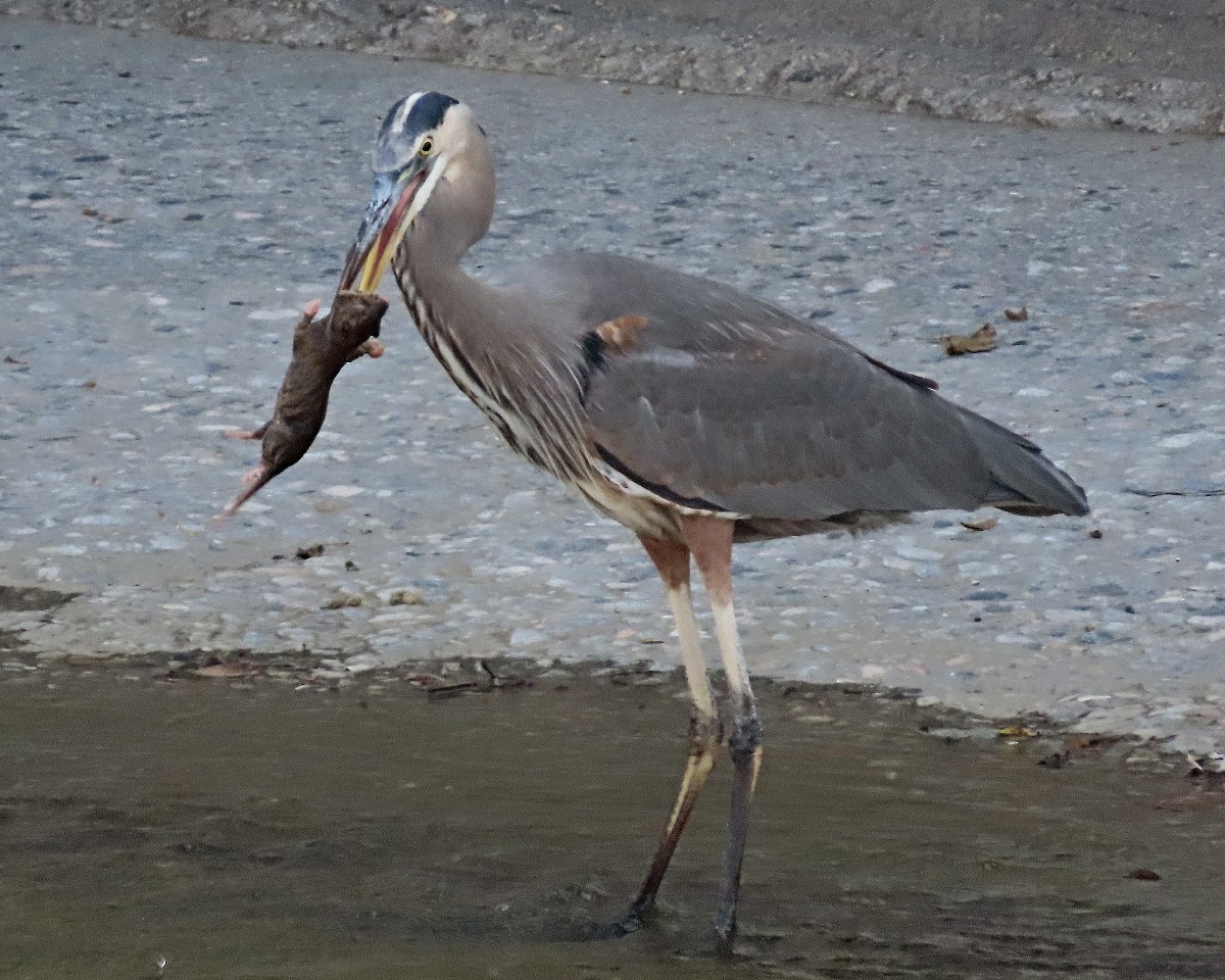 Great Blue Heron - ML644650116