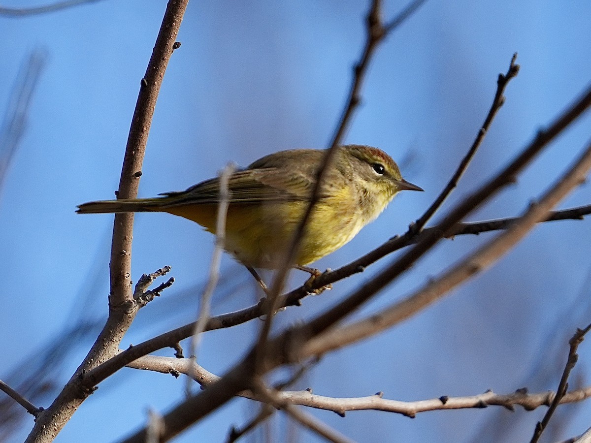 Palm Warbler - ML644650117