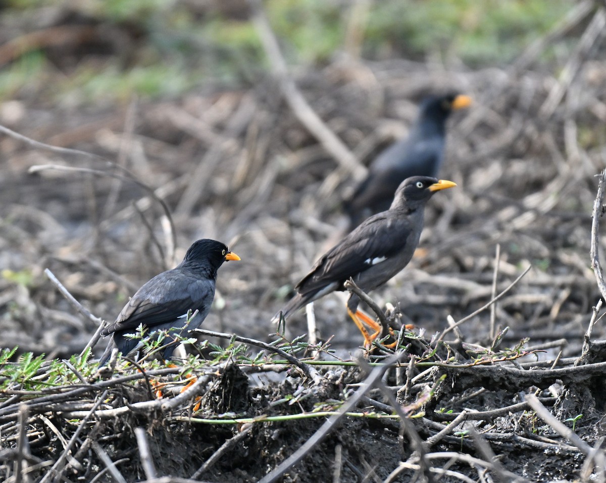 Javan Myna - ML644650119