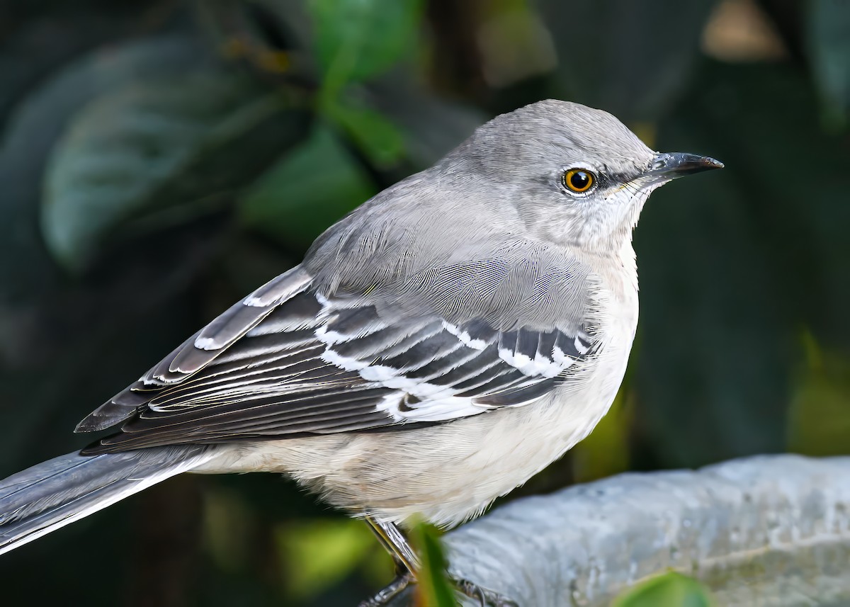 Пересмішник багатоголосий - ML644650121