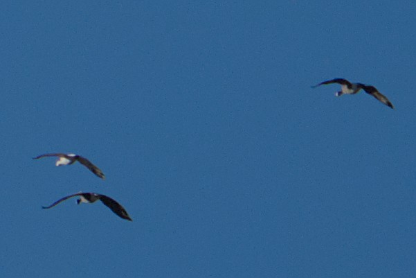 Snow Goose - ML644650123