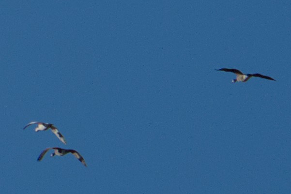 Snow Goose - ML644650124