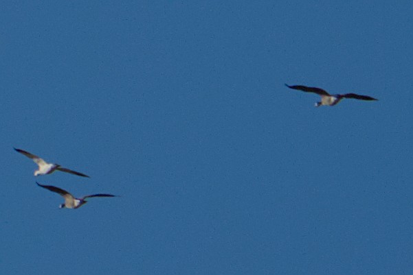 Snow Goose - ML644650125