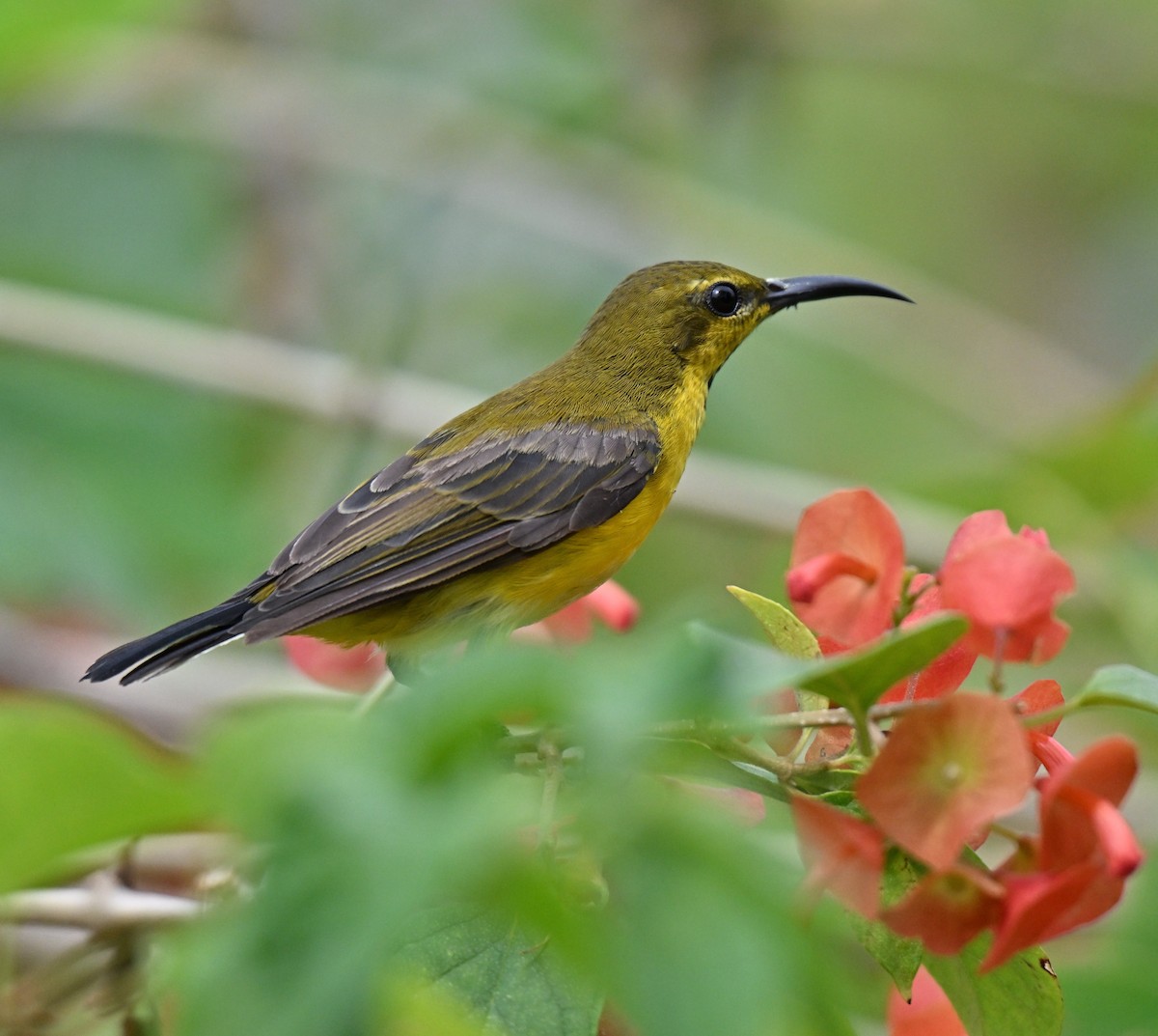 Ornate Sunbird - ML644650126