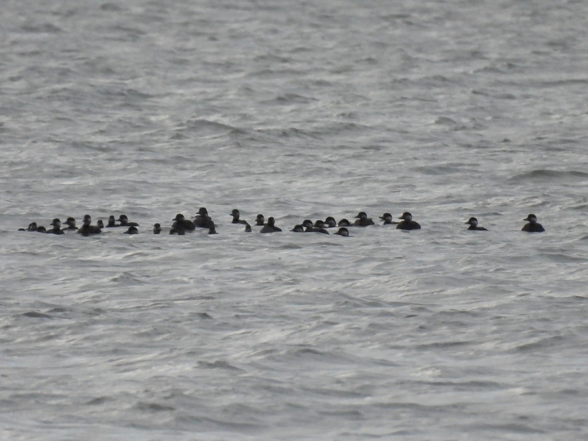 turpan žlutozobý - ML644650129