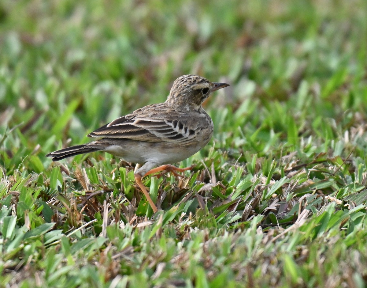 פפיון הודי - ML644650131