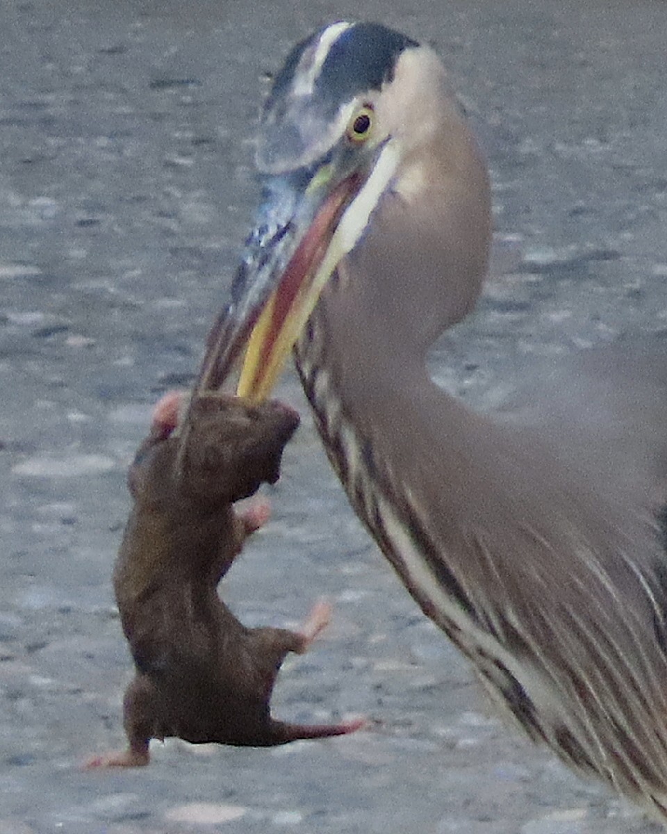Great Blue Heron - ML644650132