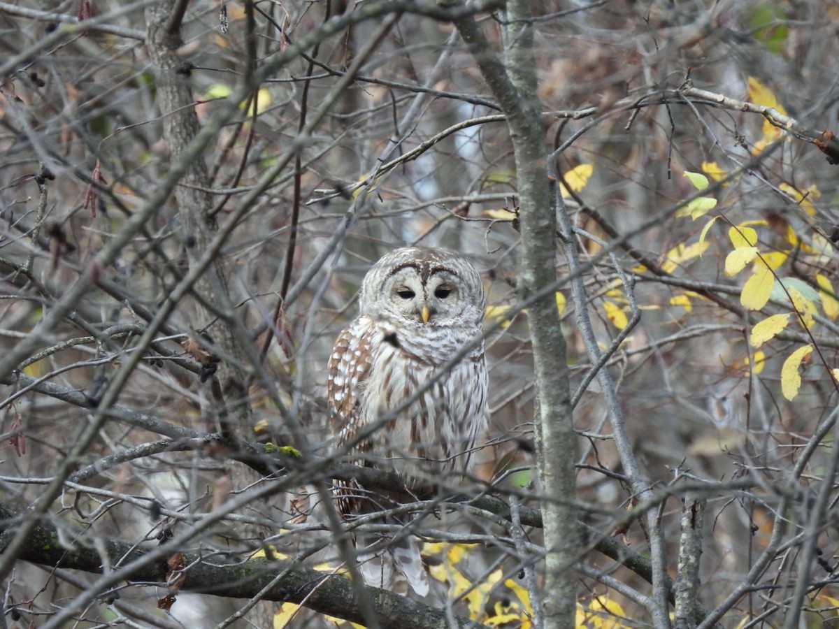 puštík proužkovaný - ML644650137