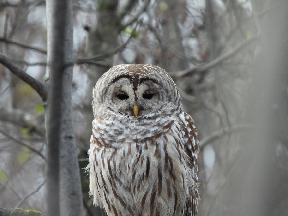 puštík proužkovaný - ML644650138