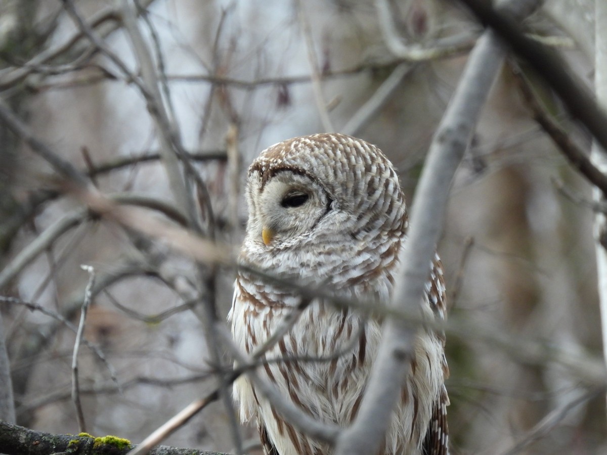 puštík proužkovaný - ML644650140