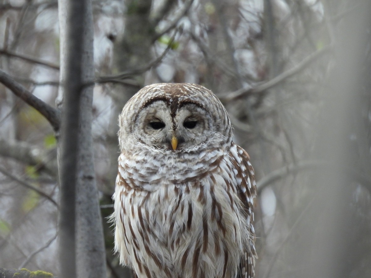 puštík proužkovaný - ML644650141