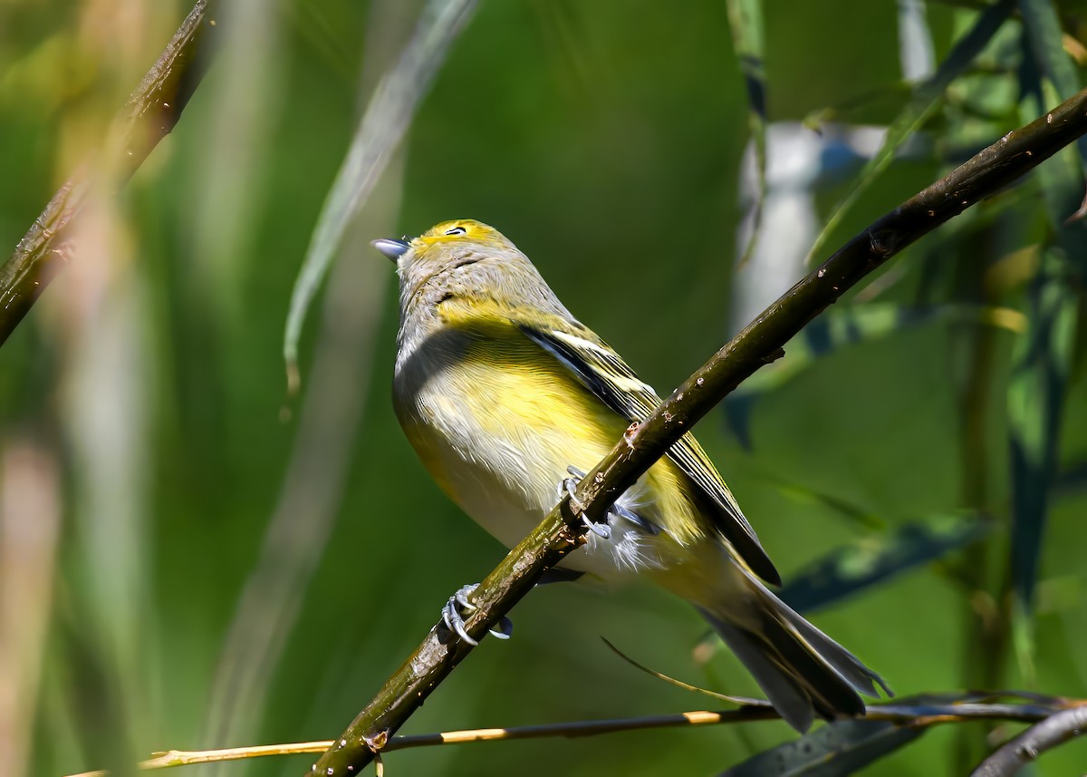 Vireo Ojiblanco - ML644650144