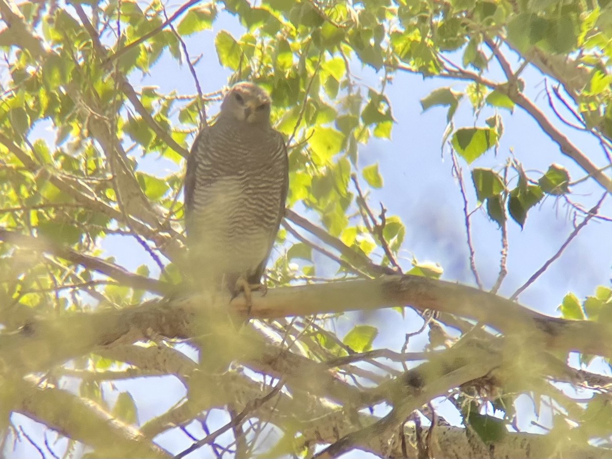 Gray Hawk - ML644650145