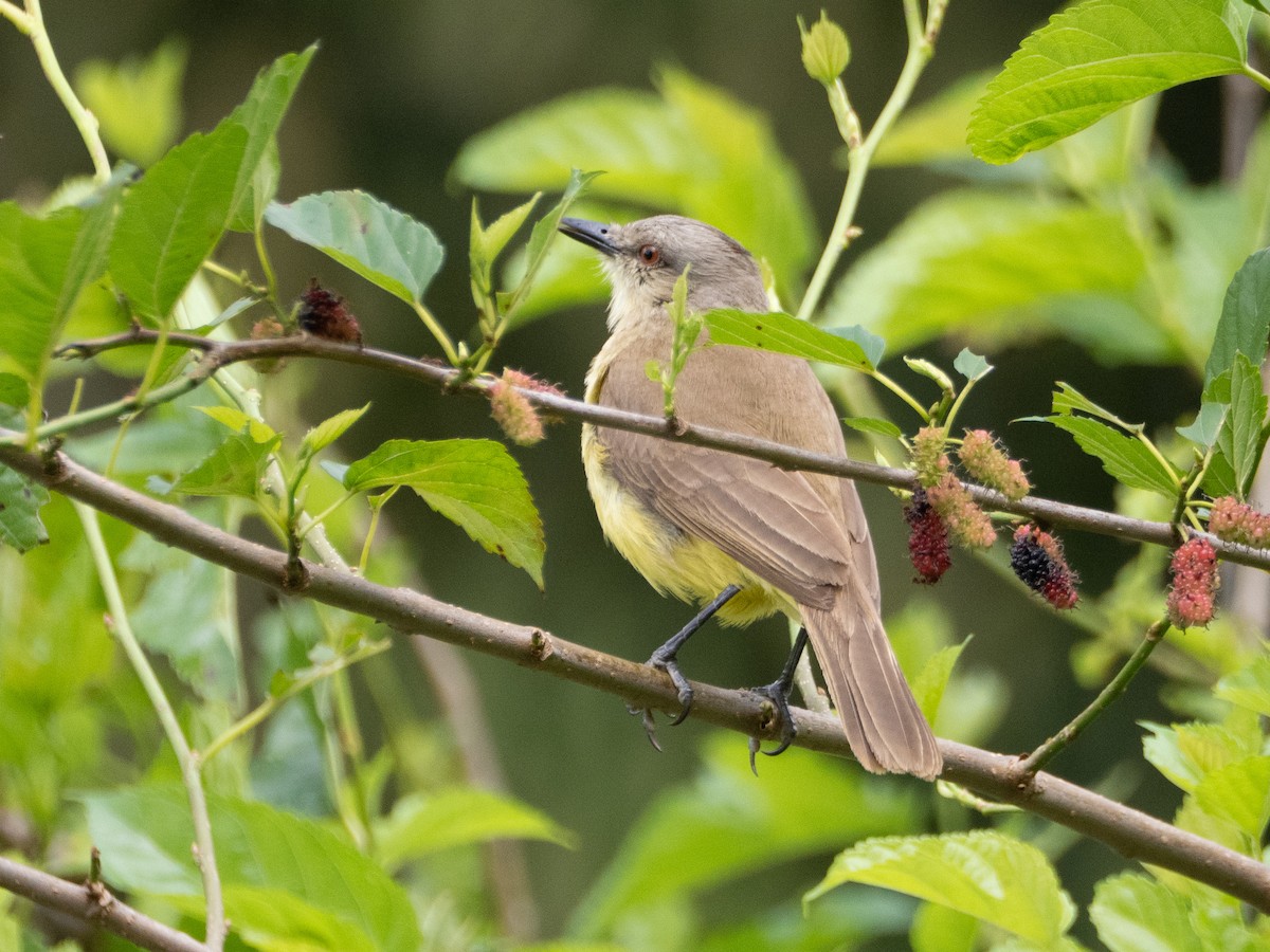 Tyran querelleur - ML644650147