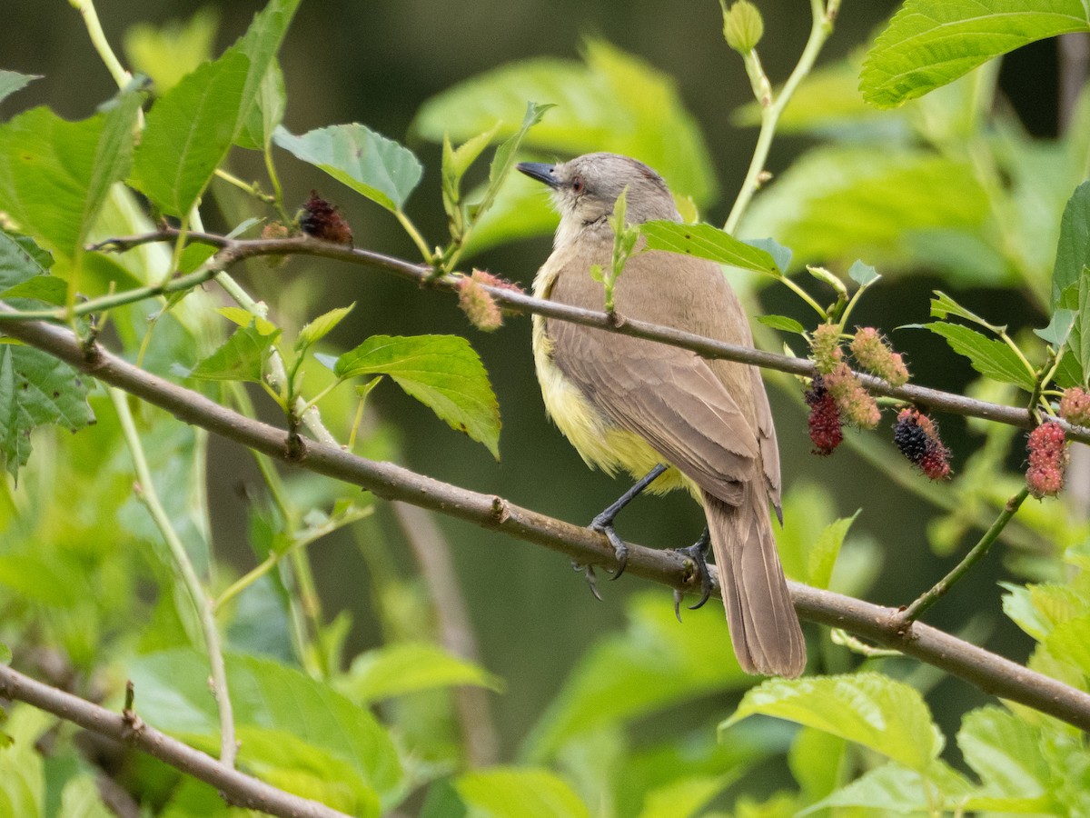 Tyran querelleur - ML644650148