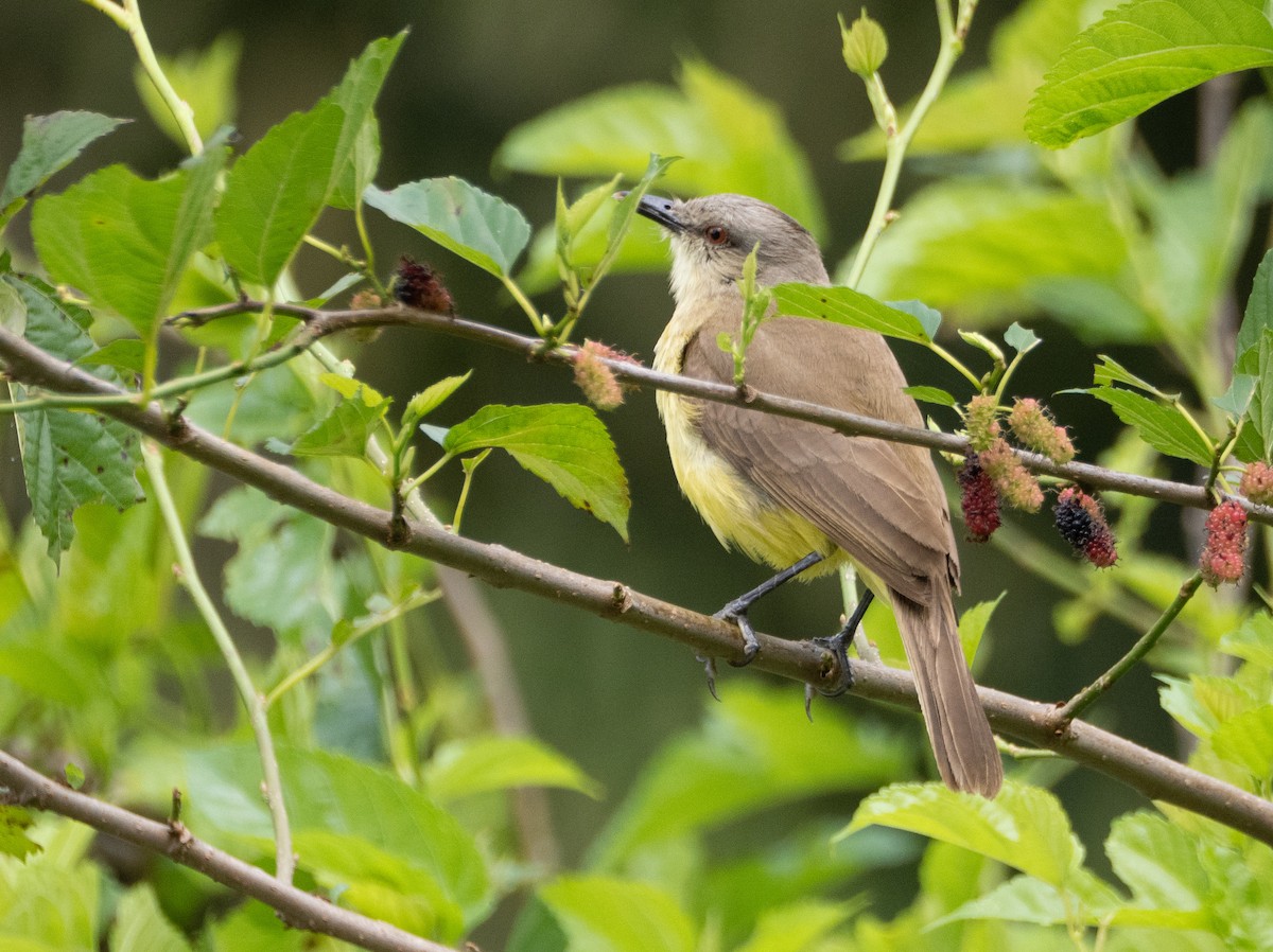 Tyran querelleur - ML644650149