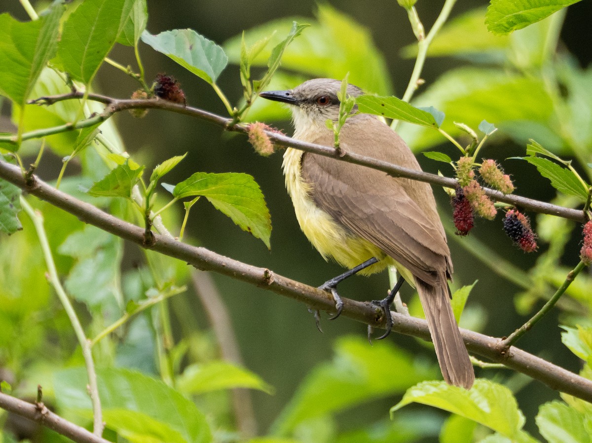 Tyran querelleur - ML644650150