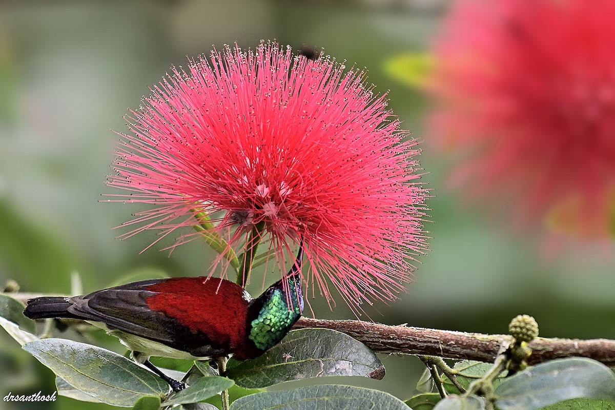 Crimson-backed Sunbird - ML644650155