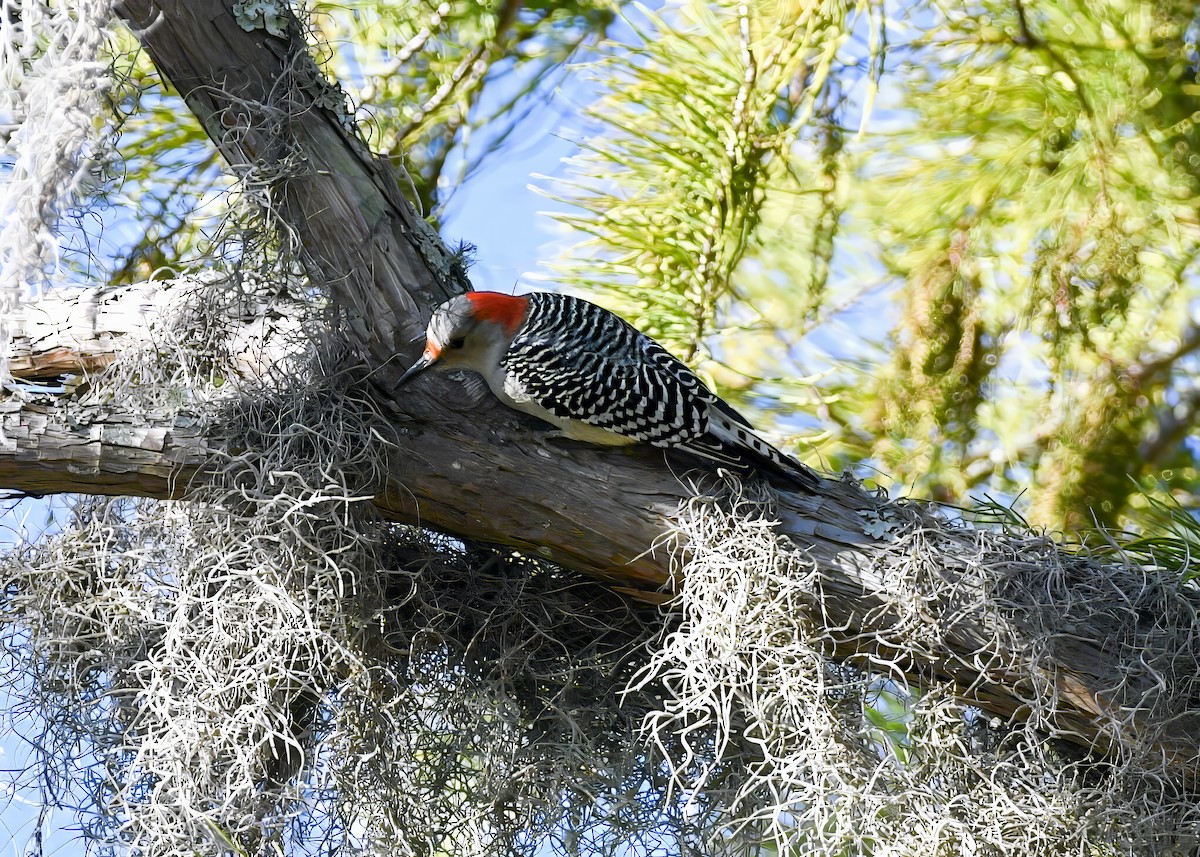 Pic à ventre roux - ML644650157