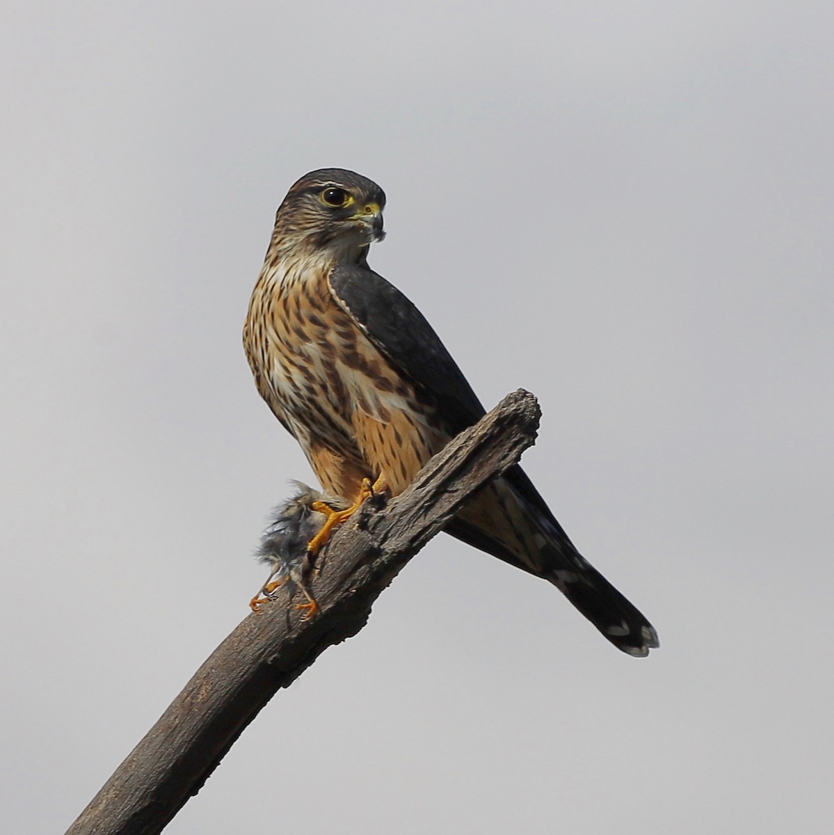Faucon émerillon (columbarius) - ML644650158