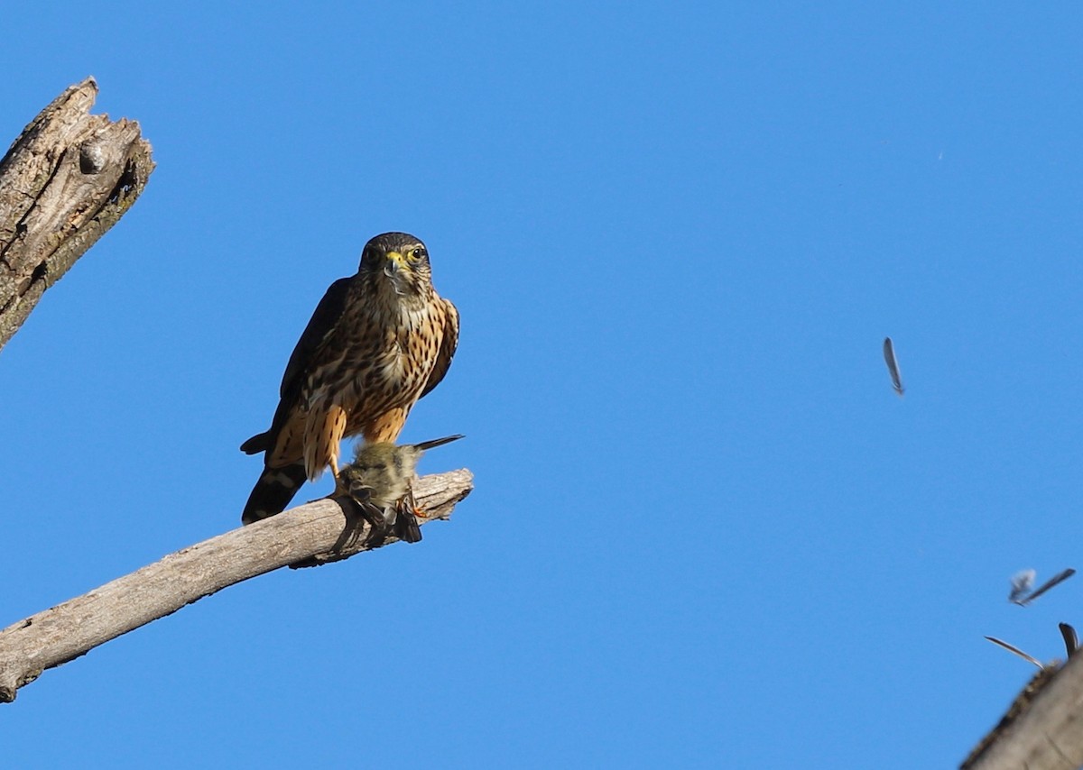 Faucon émerillon (columbarius) - ML644650159