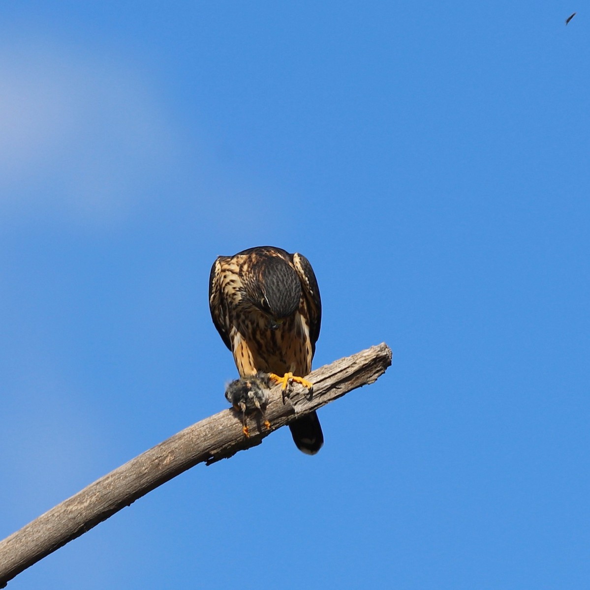 Faucon émerillon (columbarius) - ML644650160