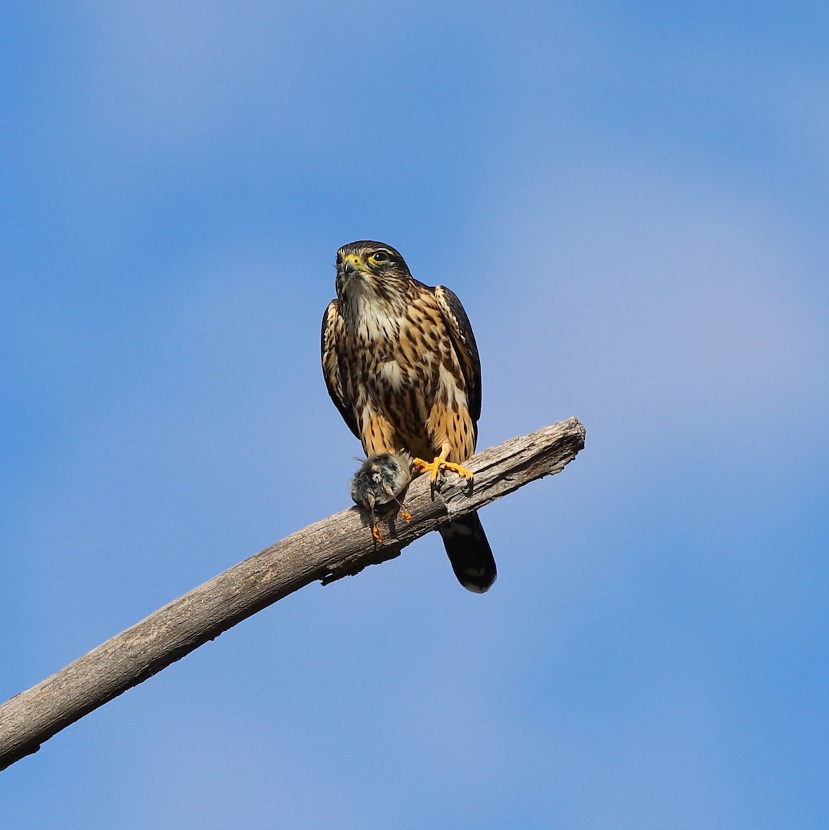 Faucon émerillon (columbarius) - ML644650161