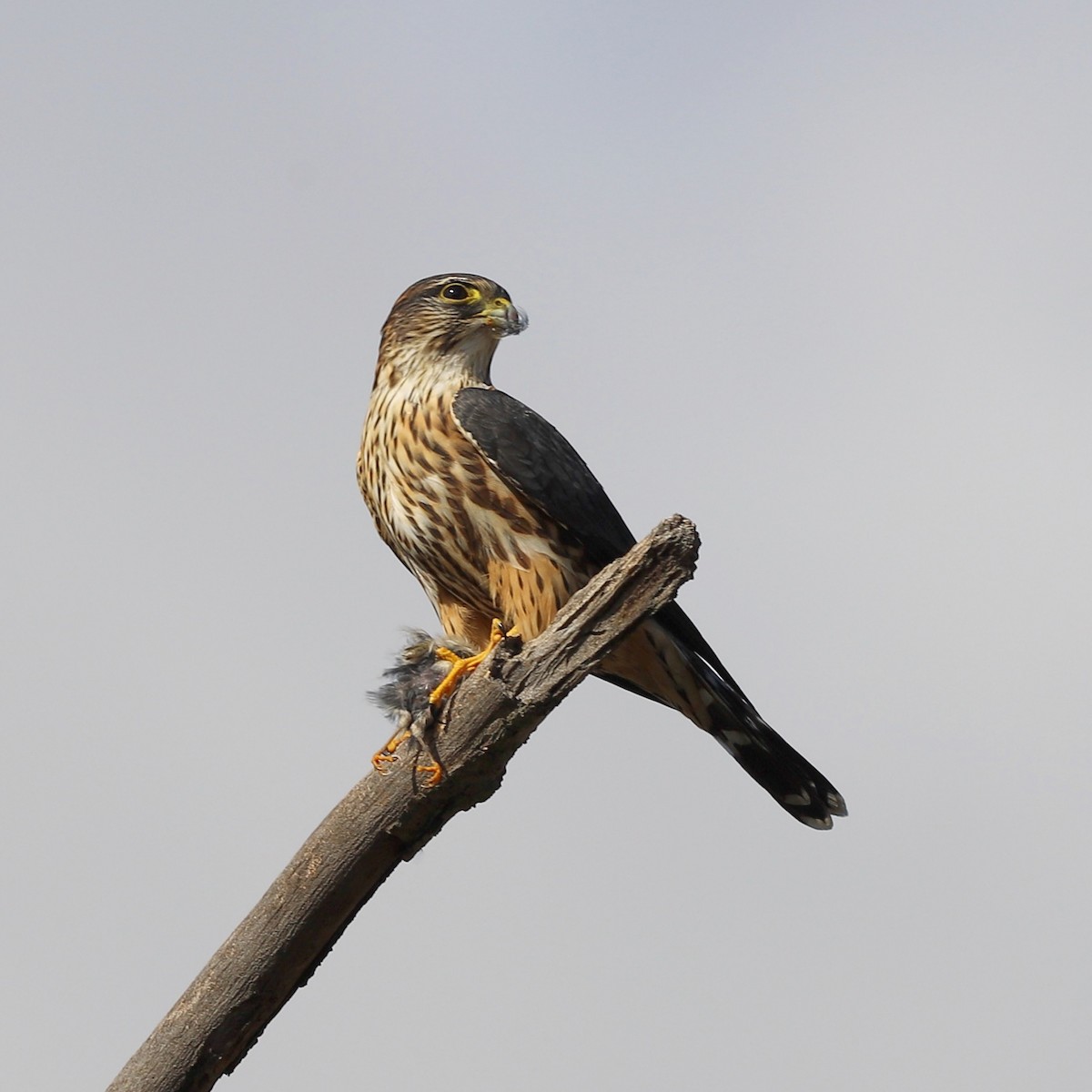 Faucon émerillon (columbarius) - ML644650162