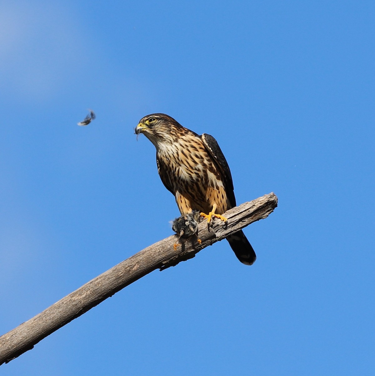 Faucon émerillon (columbarius) - ML644650163