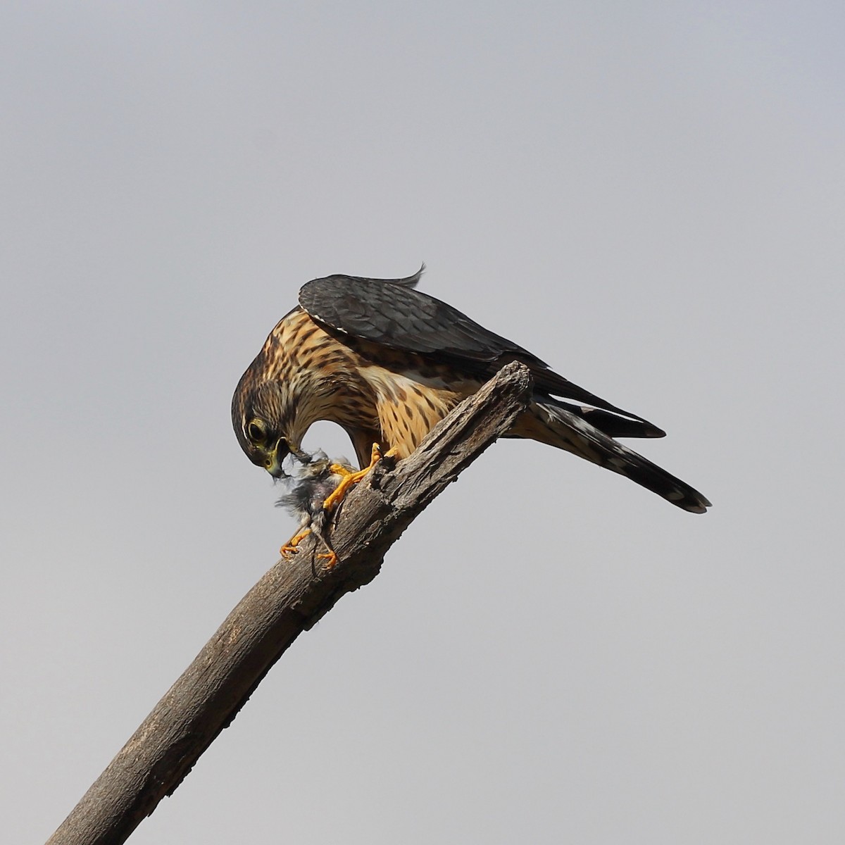 Faucon émerillon (columbarius) - ML644650164