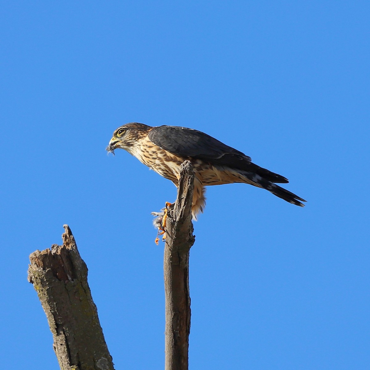 Faucon émerillon (columbarius) - ML644650165