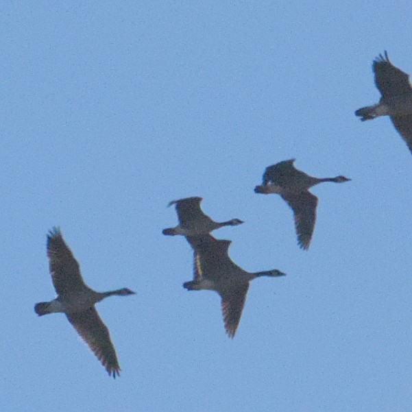 Cackling Goose - ML644650168