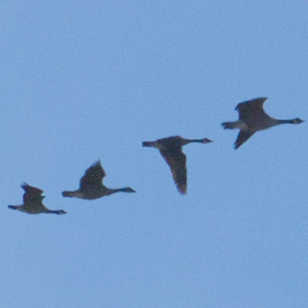 Cackling Goose - ML644650170