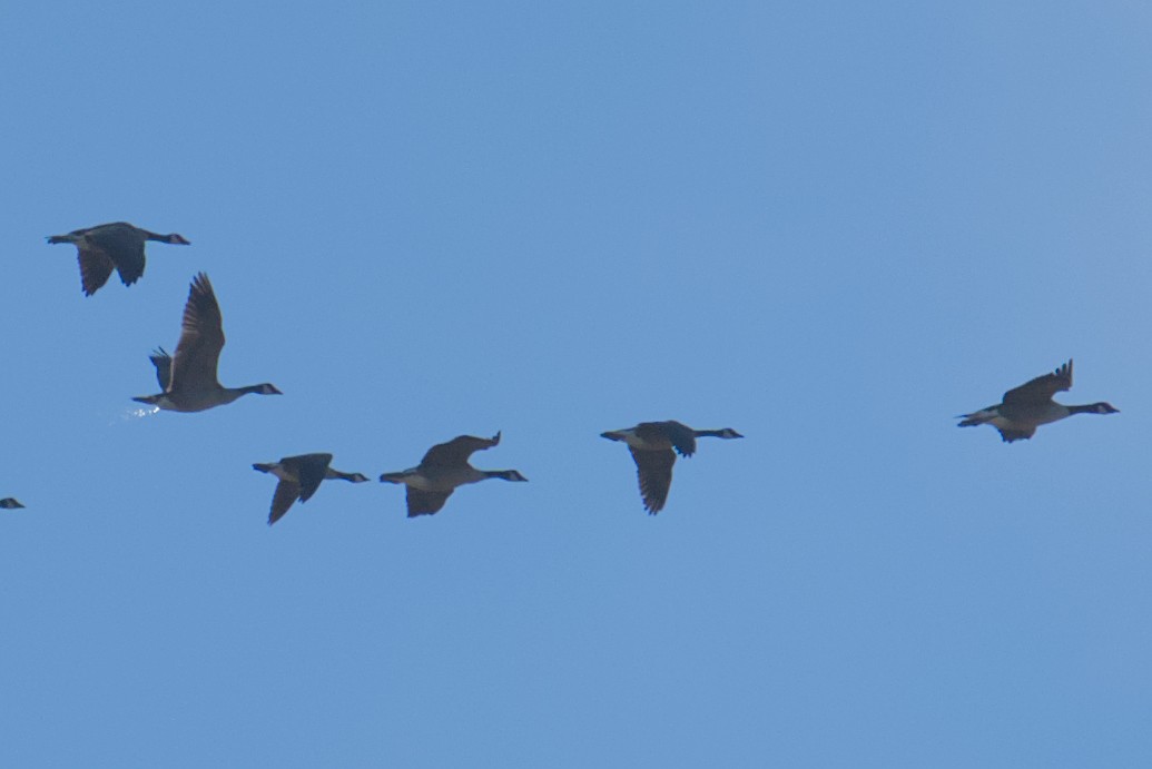 Cackling Goose - ML644650171