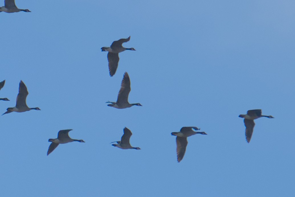 Cackling Goose - ML644650172