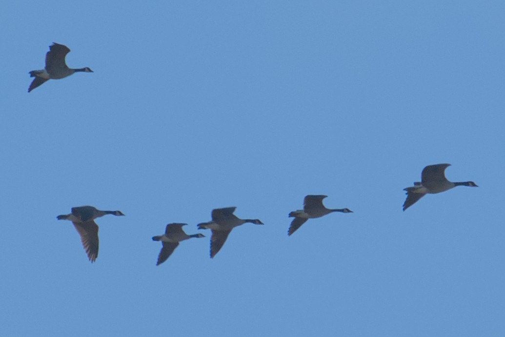 Cackling Goose - ML644650173