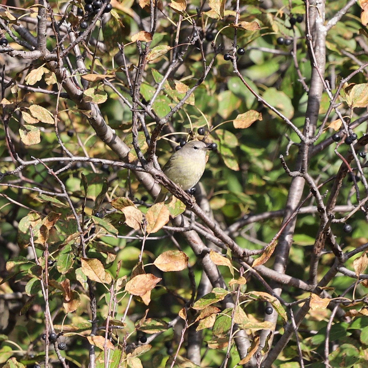 Paruline verdâtre (celata) - ML644650175