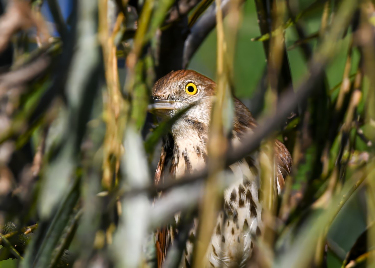 דשוש חום - ML644650177