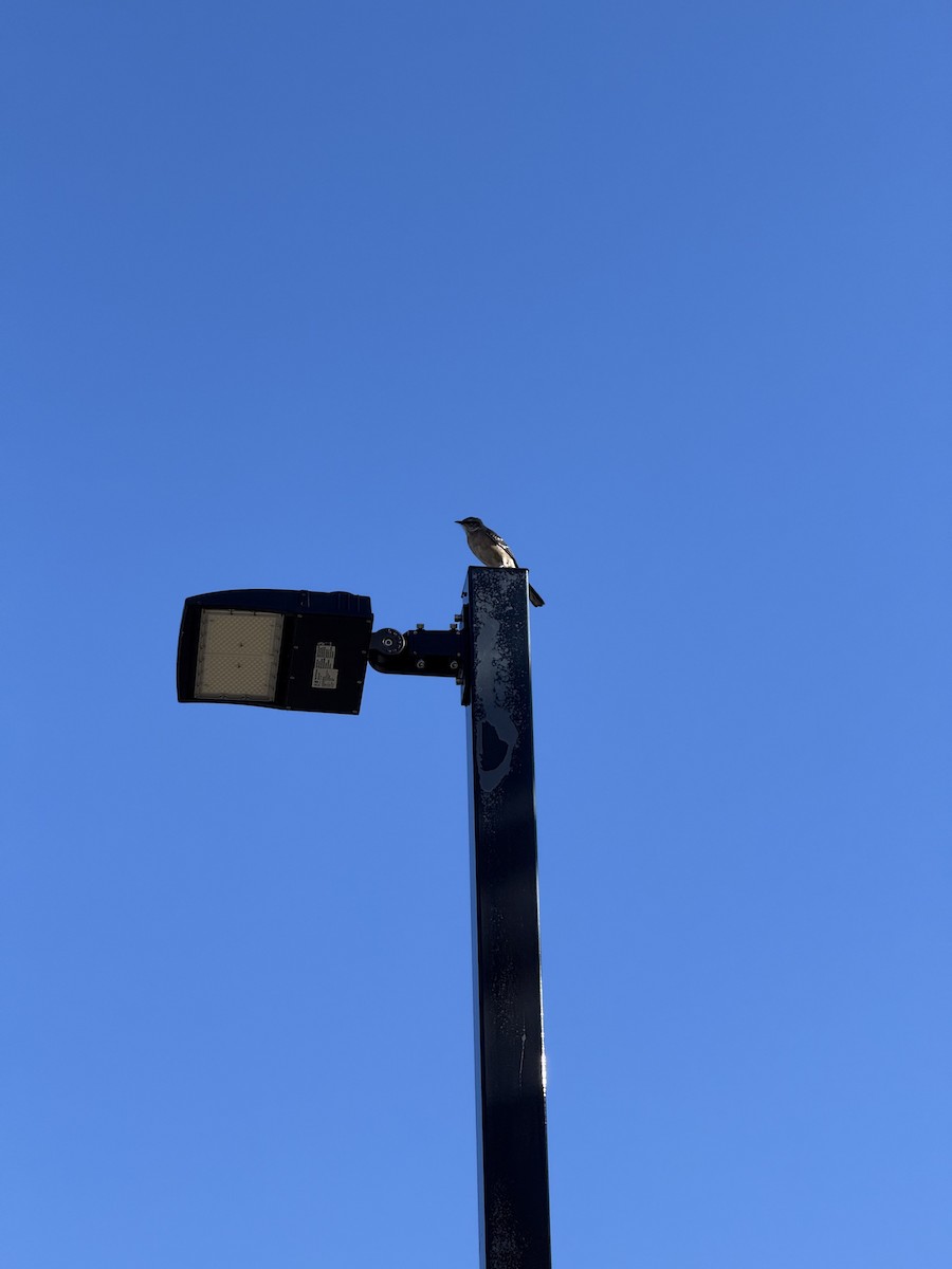 Пересмішник багатоголосий - ML644650178