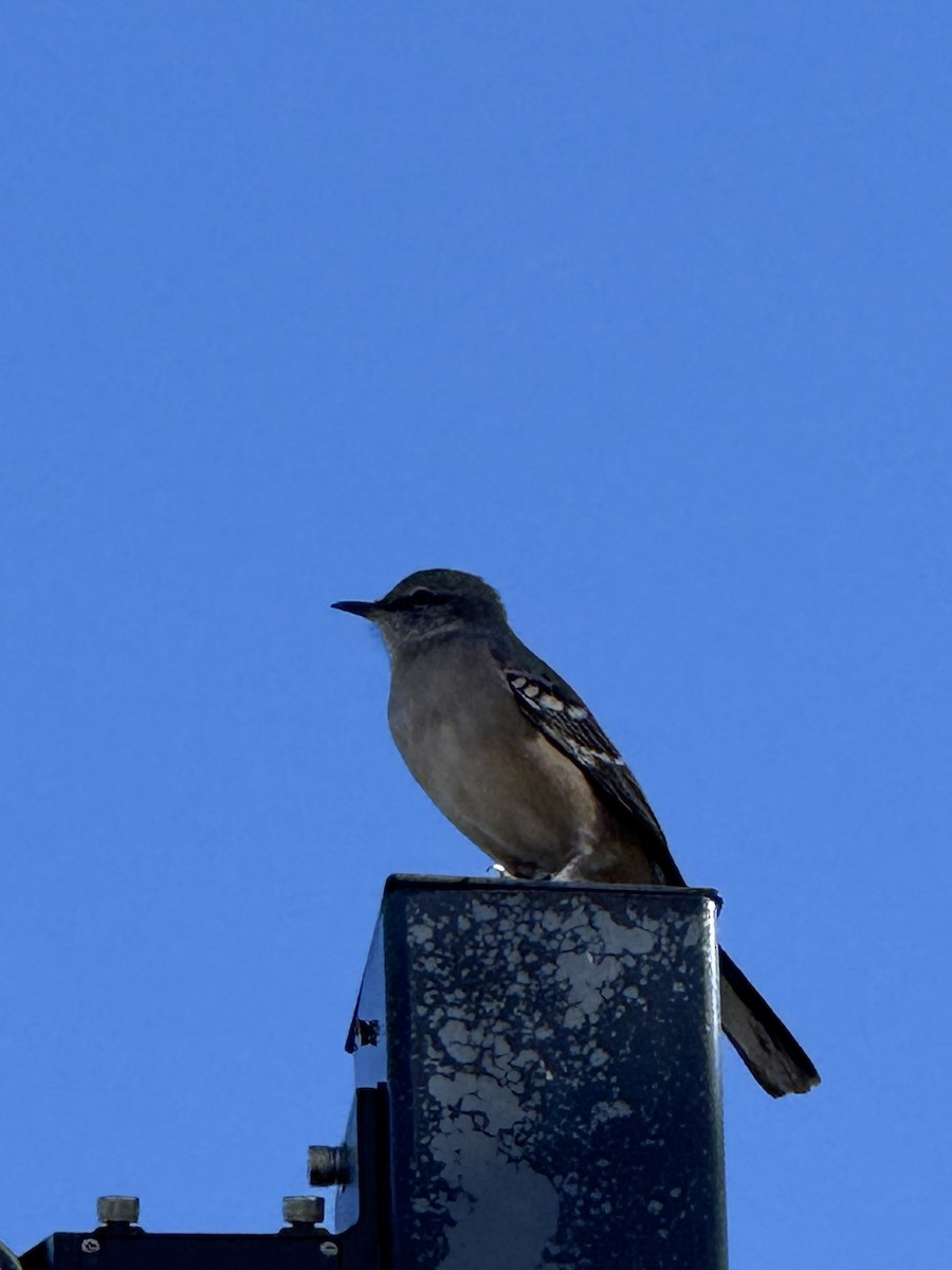 Пересмішник багатоголосий - ML644650179