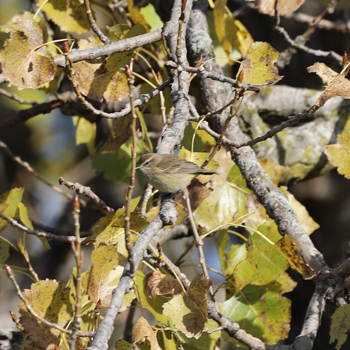 Paruline à couronne rousse (palmarum) - ML644650180