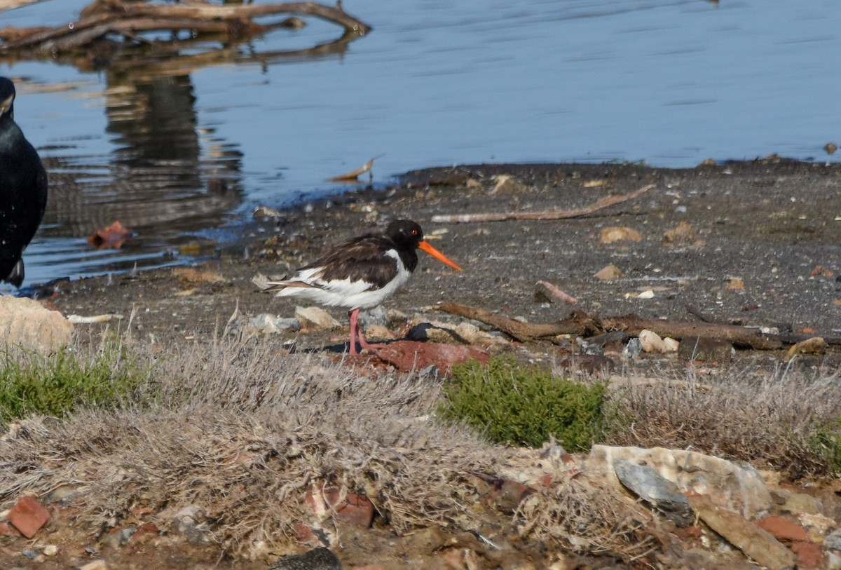 Eurasian Oystercatcher - ML644650183