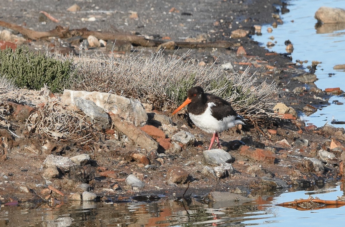 Eurasian Oystercatcher - ML644650184