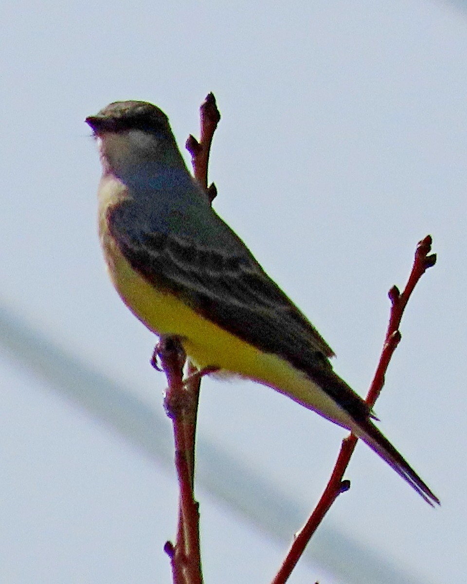 Cassin's Kingbird - ML644650188