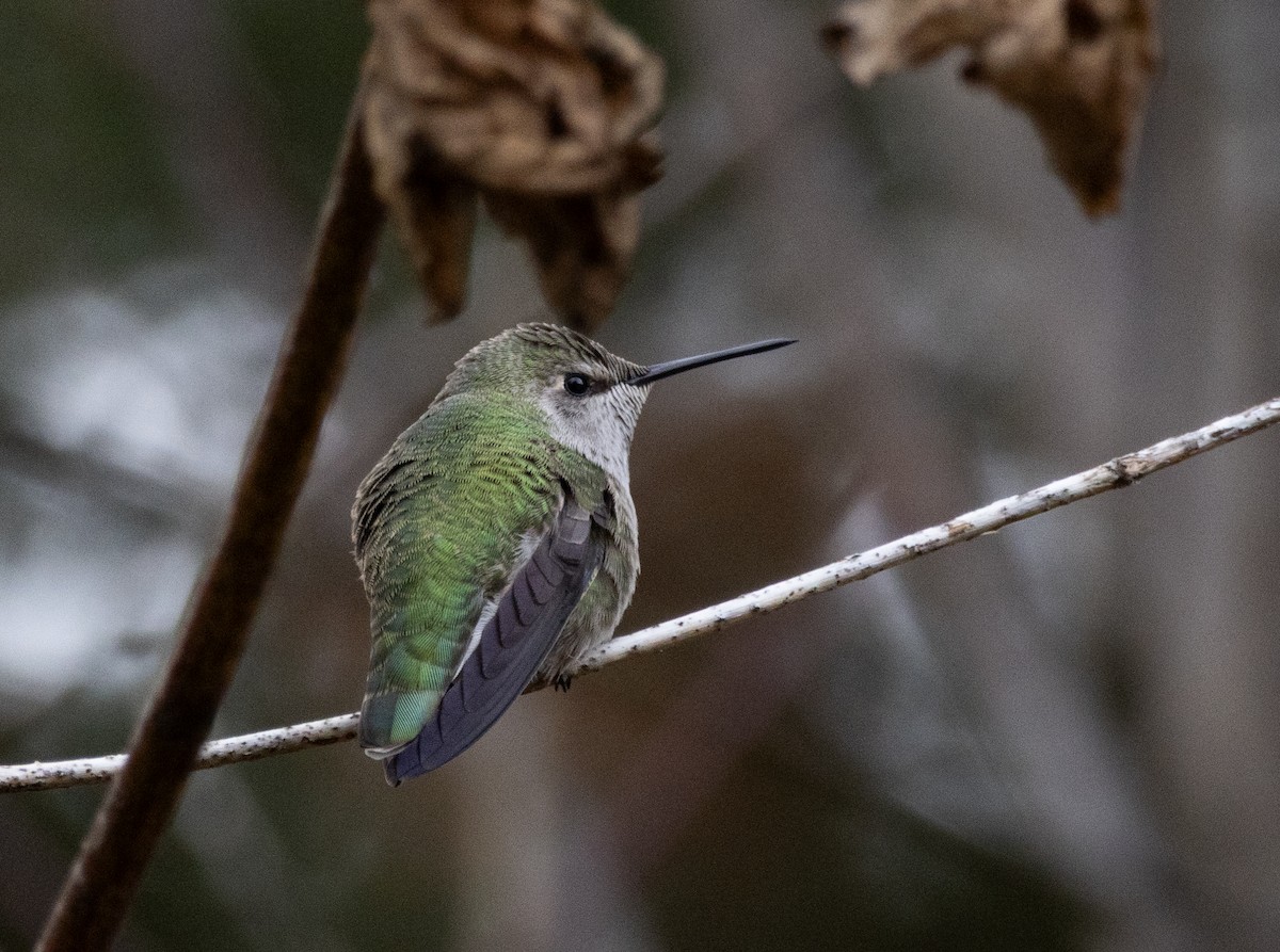 kalypta růžovohlavá - ML644650203