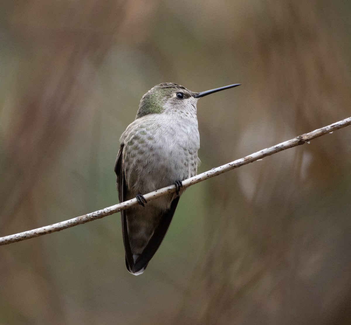 kalypta růžovohlavá - ML644650204