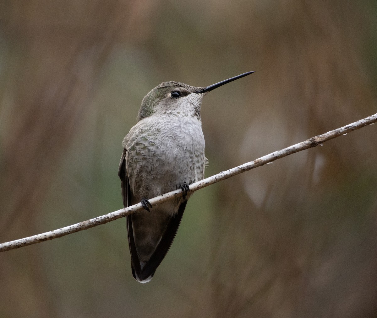 kalypta růžovohlavá - ML644650205