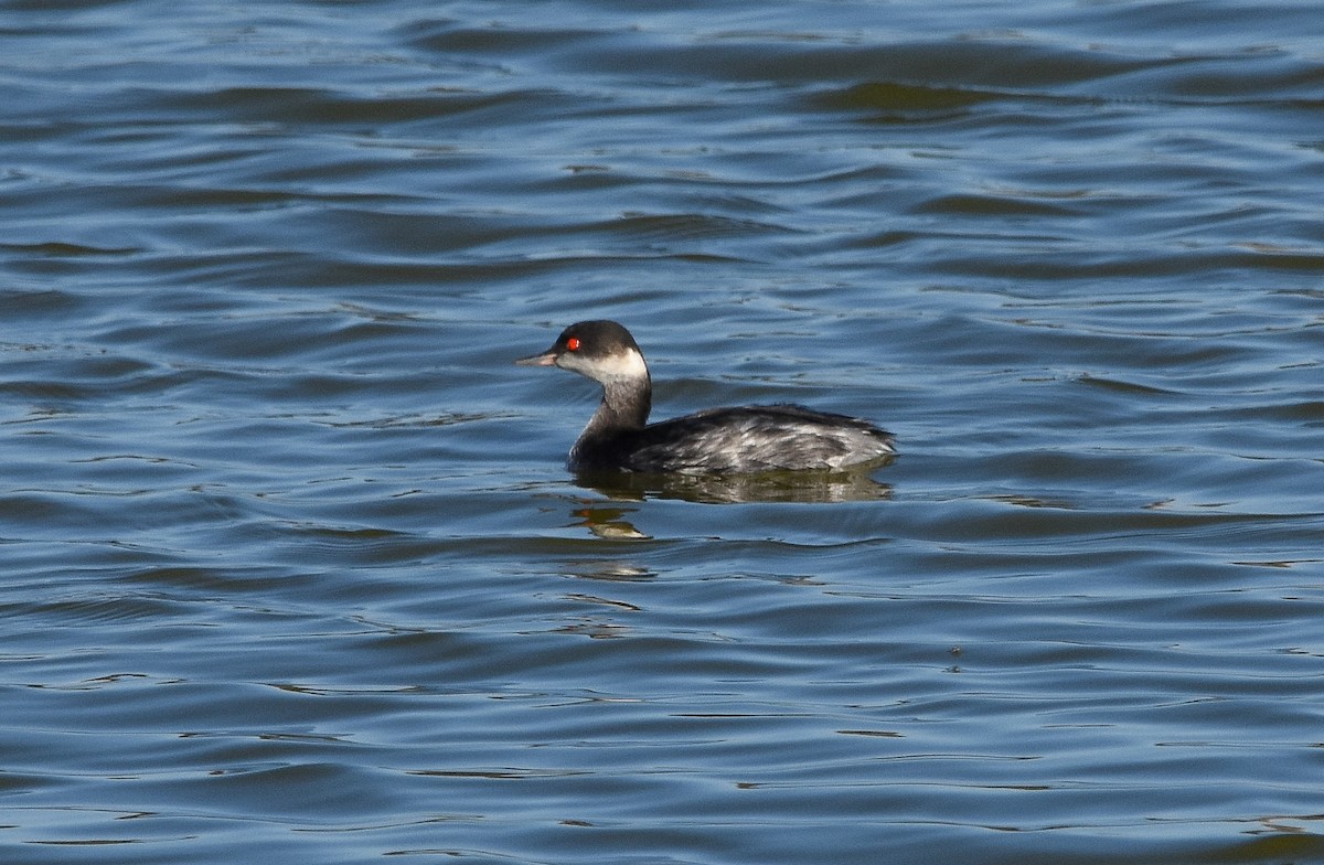 Eared Grebe - ML644650216