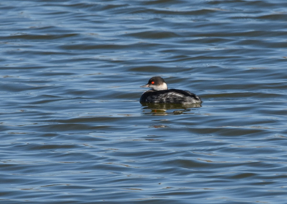 Eared Grebe - ML644650217