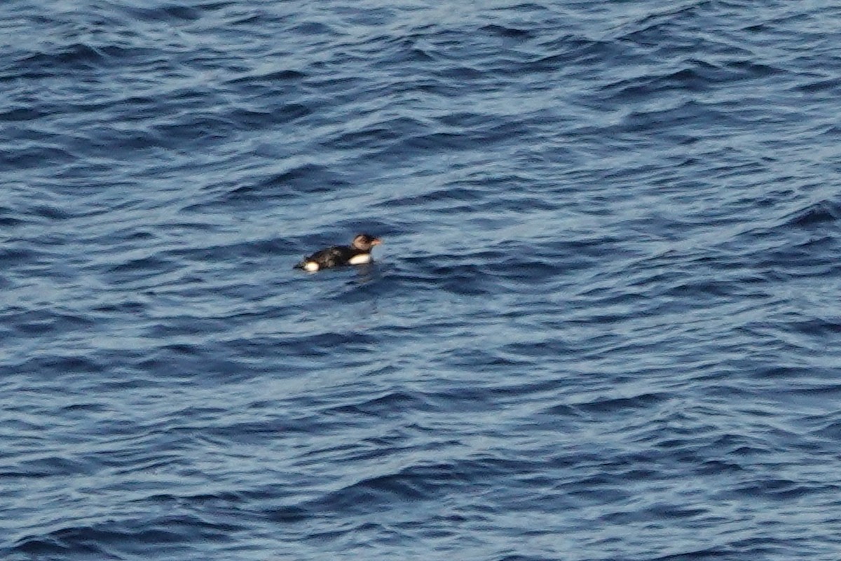 Іпатка тихоокеанська - ML644650223